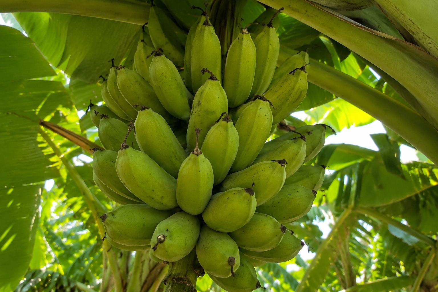 Cacho de banana verde no pé em meio às folhas