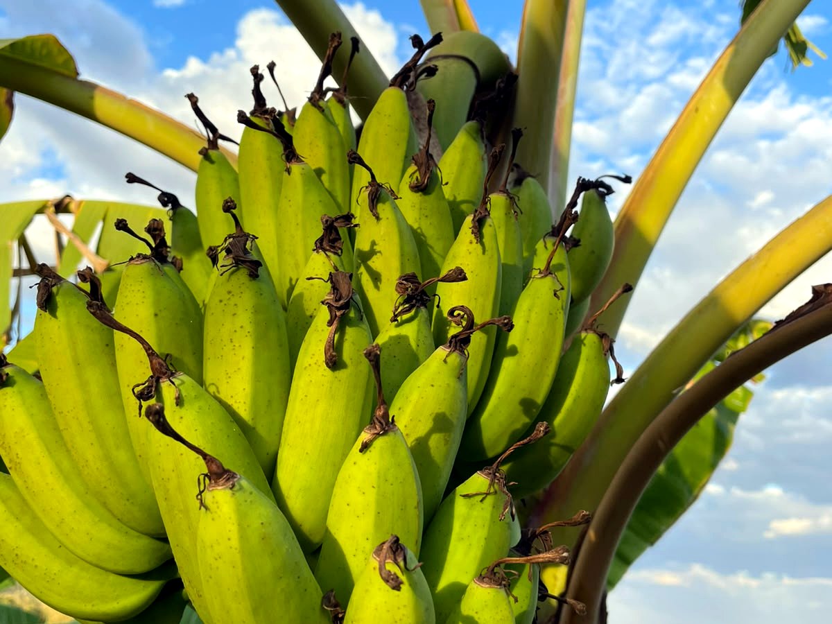 Cacho real de banana-maçã da produção Banana Ouro do Cerrado
