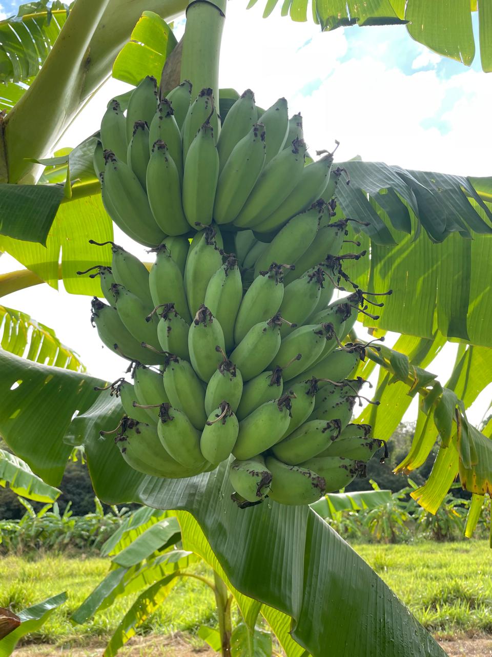 Cacho de banana na plantacao da Banana Ouro do Cerrado