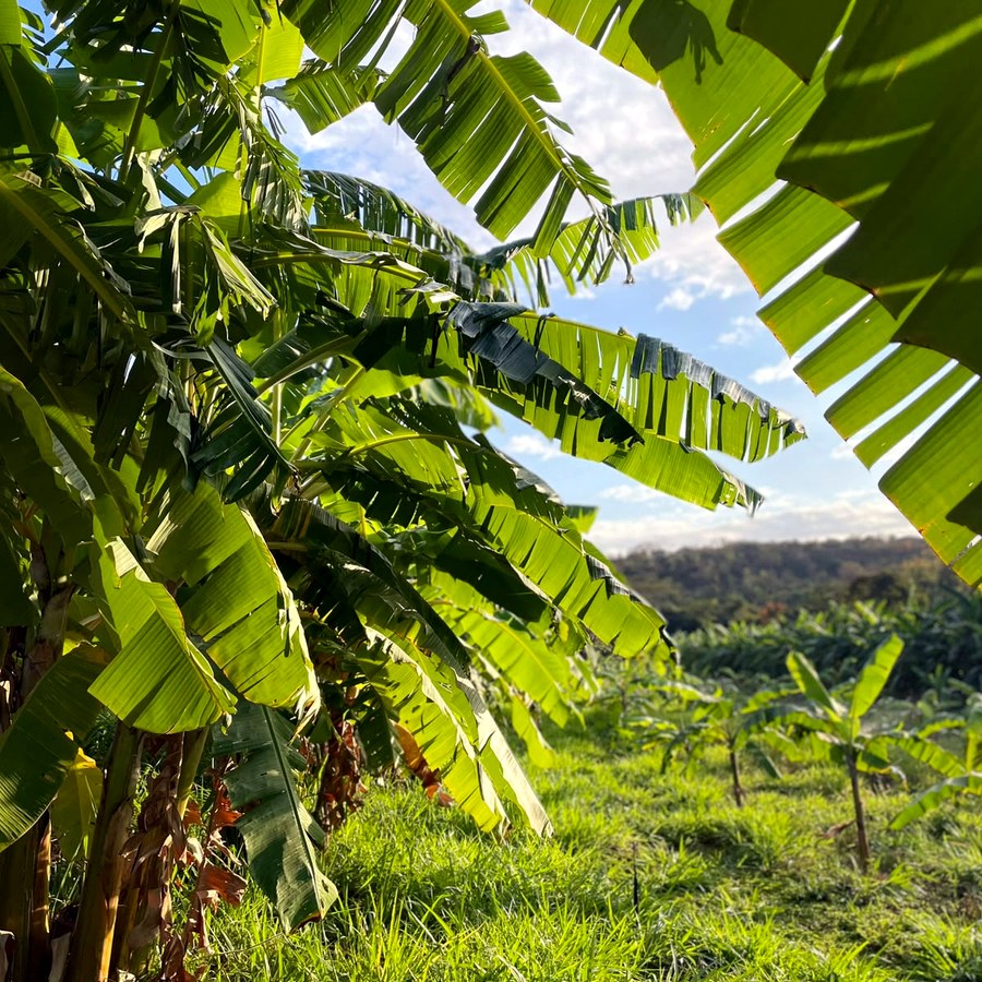 Linha do bananal da Banana Ouro do Cerrado