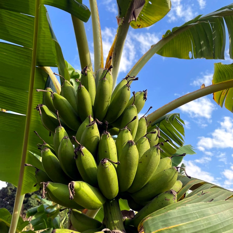 Cacho de banana-maçã sob o céu azul