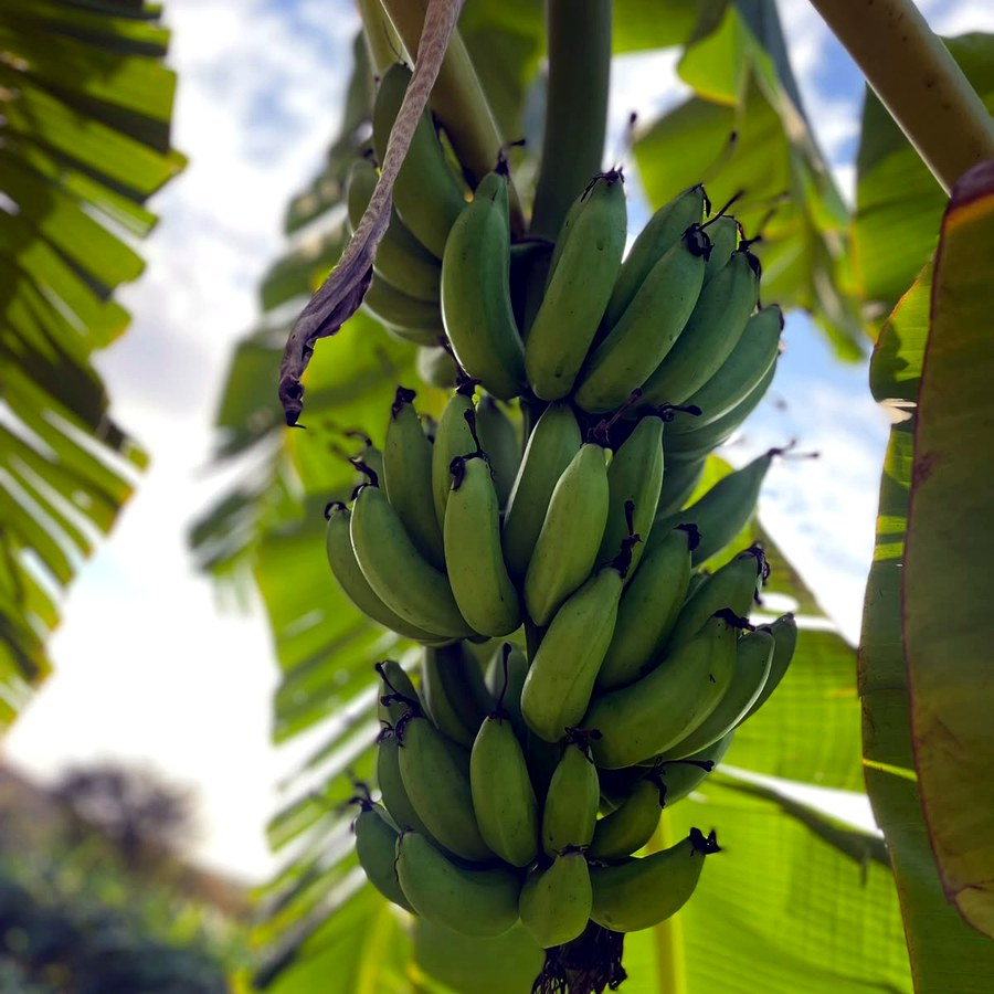 Cacho de banana-maçã visto de baixo