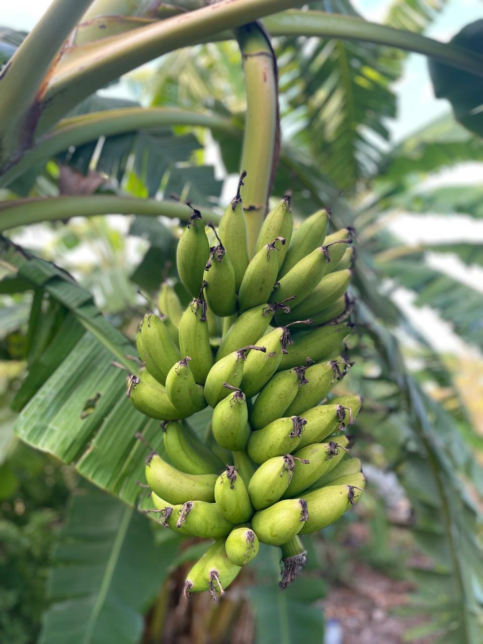 Destaque da producao Banana Ouro do Cerrado