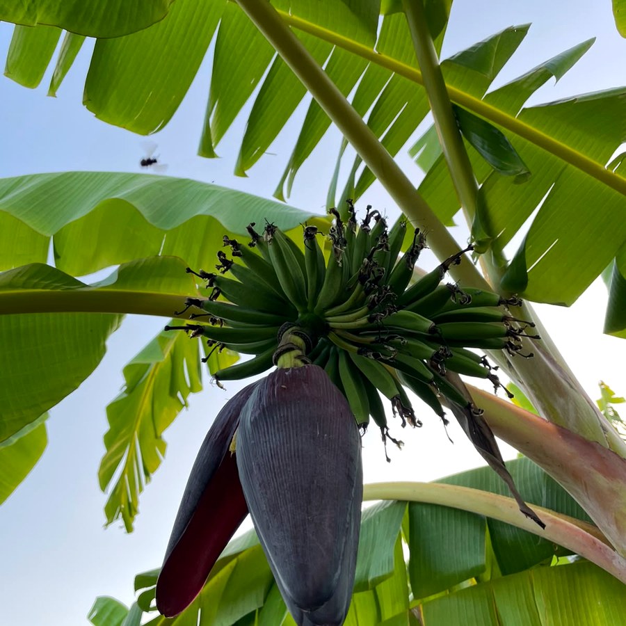 Mangará e pequenas bananas em formação