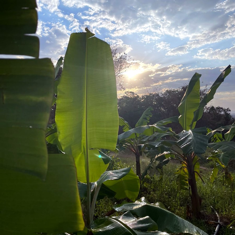 Pôr do sol sobre o bananal