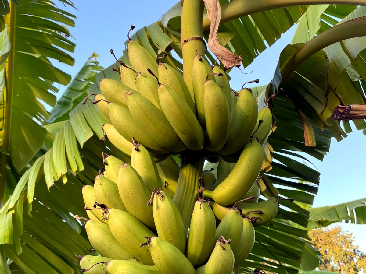 Cacho de banana-maçã mais desenvolvido na plantação