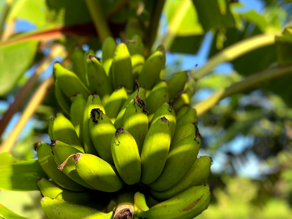 Primeiras bananas em formação no cacho