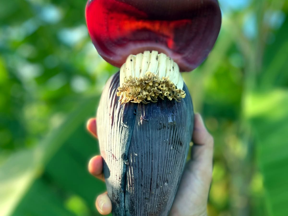 Mangará da bananeira no início do desenvolvimento