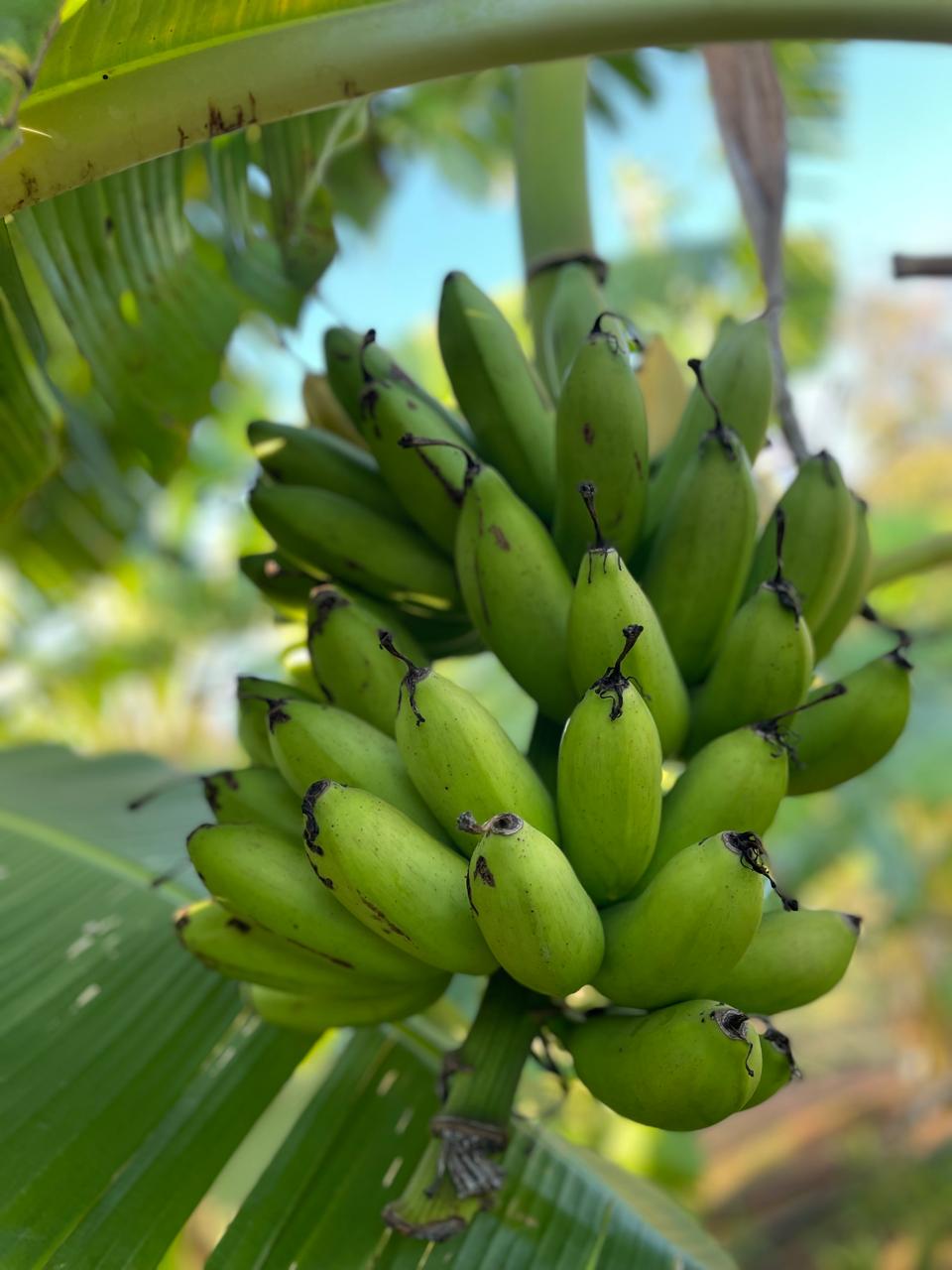 Variedade Banana-ma&ccedil;&atilde;